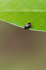 Phyllotreta undulata