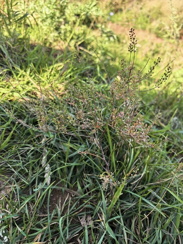 Lepidium ruderale, photograph 3