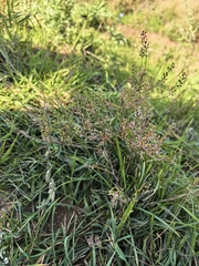 Lepidium ruderale, photograph author not stated, no rights reserved