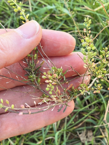 Lepidium ruderale, photograph 4