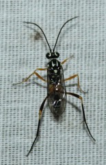 Baryceros texanus
