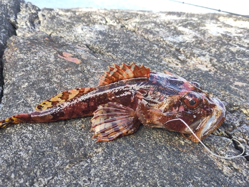 Shorthorn Sculpin