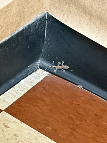Mediterranean House Gecko