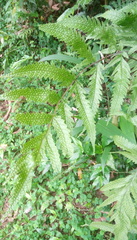 Tectaria phaeocaulis