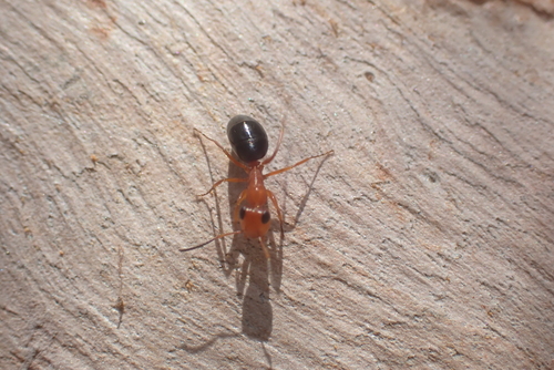 Opisthopsis haddoni rufonigra