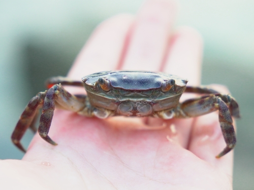 Asian Shore Crab