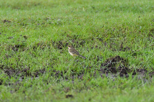 Eastern Yellow Wagtail