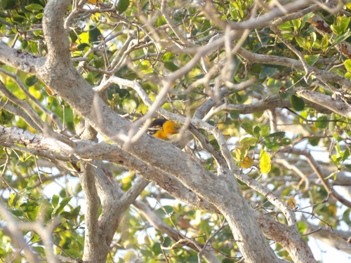 Altamira Oriole