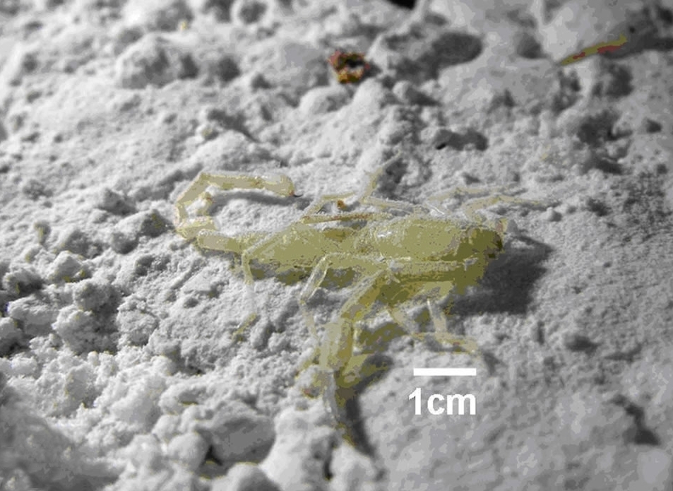 Akravidae