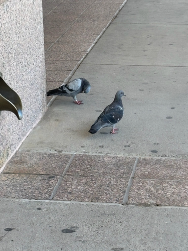 Feral Pigeon