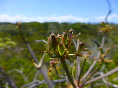Cynorhiza typica