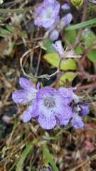 Phacelia divaricata