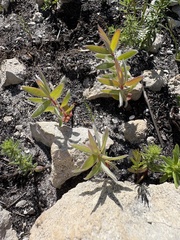 Leucadendron meridianum, photograph (c) Charleen Brunke, some rights reserved (CC BY)