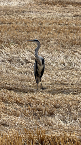 Grey Heron