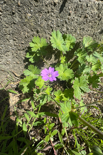 Hedgerow Crane's-bill