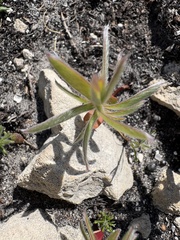 Leucadendron meridianum, photograph (c) Charleen Brunke, some rights reserved (CC BY)
