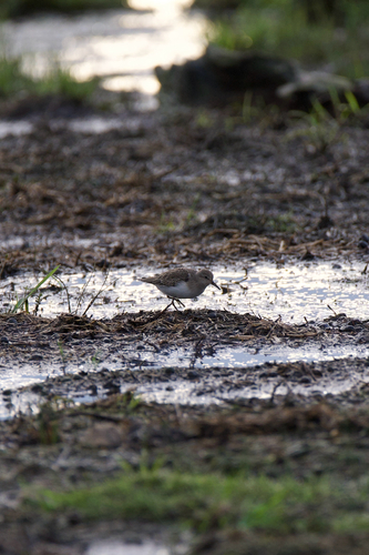 Temminck's Stint