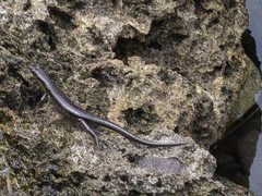 Emoia atrocostata