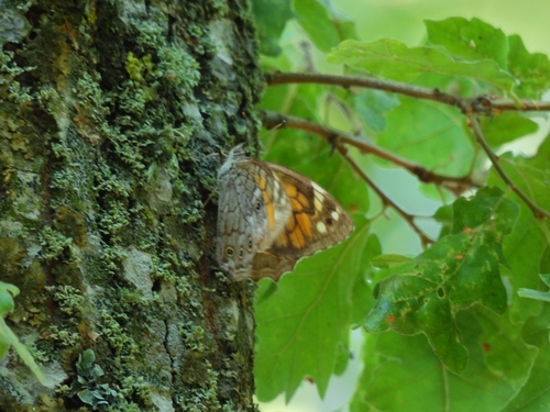 Lattice brown