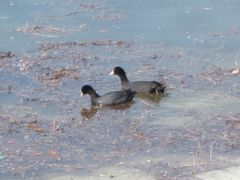 Fulica atra