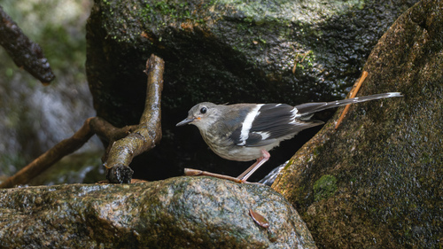 Slaty-backed Forktail