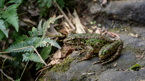 Wuyi Sharp-nosed Frog