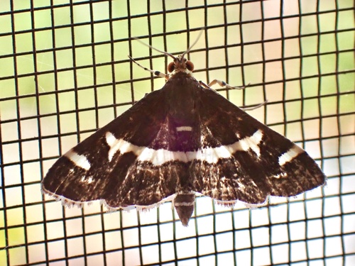 Hawaiian Beet Webworm Moth
