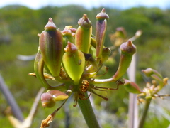 Cynorhiza typica