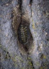 Acanthopleura loochooana