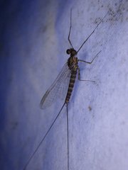 Epeorus pleuralis