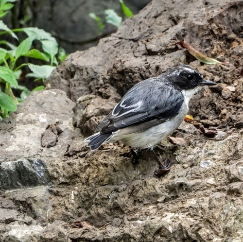 Grey Bushchat