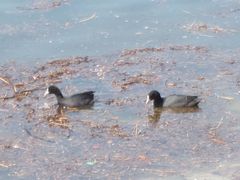Fulica atra