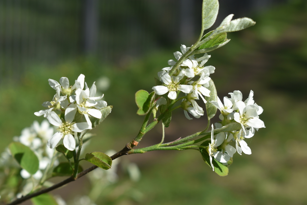 Dwarf Serviceberry