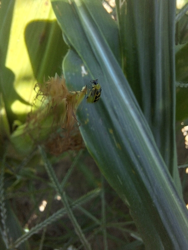 Spotted Cucumber Beetle