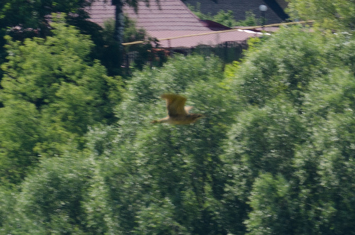 iNaturalist image