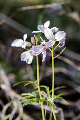Cardamine trifida