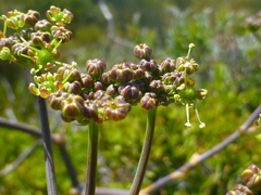 Cynorhiza typica
