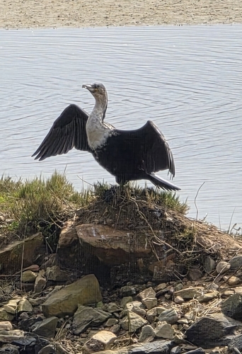iNaturalist image