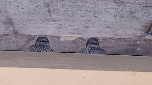 iNaturalist image