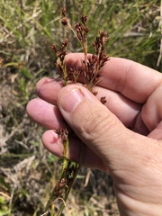Rhynchospora elliottii