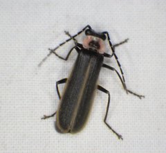 Podabrus brevicollis