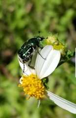 Trichiotinus lunulatus