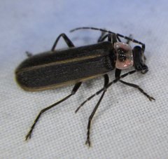 Podabrus brevicollis