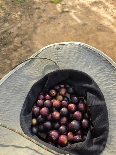 muscadine