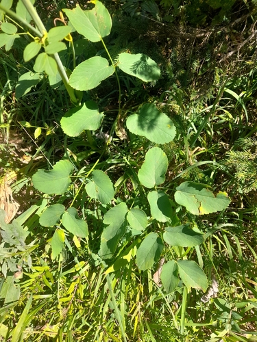 Laserpitium latifolium, photograph 3