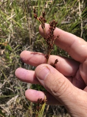 Rhynchospora elliottii