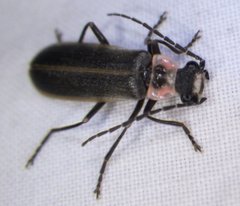 Podabrus brevicollis