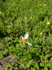 Trichiotinus lunulatus