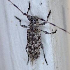 Graphisurus fasciatus