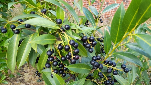 Cherry laurel